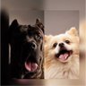 Фото профиля Barkbros