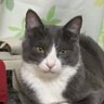 マミッチ(レイン𝑮𝑰𝑹𝑳 マミお嬢様その2)🐶🎤🐈🐾 的头像