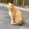 Фото профиля 飞鱼