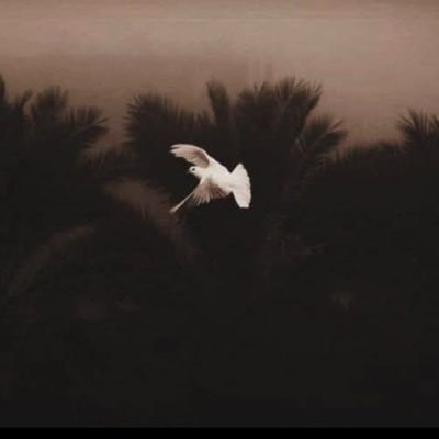 Alaa_Alhaji5's profile picture