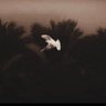 Alaa Alhaji - آلاء's profile picture