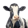 Mother Heifer 的头像