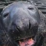 a common gamer's profile picture