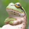 Profilbild von かわずくん