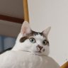 Profilbild von 化猫