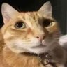 𝙇𝙞𝙘𝙝𝙞 𝙎𝙞𝙣 𝙄𝙙𝙚𝙖𝙨's profile picture