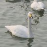太阳花 profil fotoğrafı