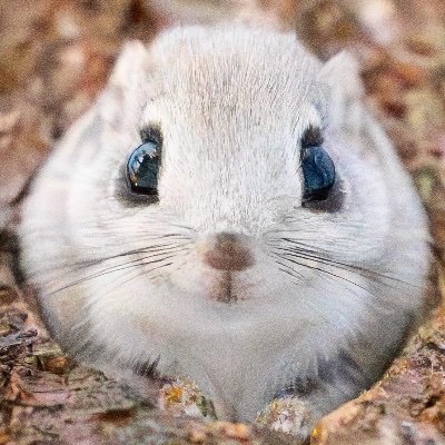 こんばんはエゾモモンガ's profile picture