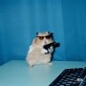 Profilbild von Damzel