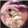 H:D's profile picture