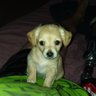 Profilbild von Ricks Dog Gym