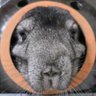 ハナセレブ🚑🐧🌸🐭𓄛🍑🐱's profile picture