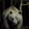 Profilbild von Winnie THEE Pooh