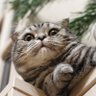 Hongqing's profile picture
