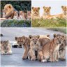 Kingdom of Lions profil fotoğrafı