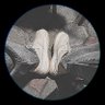 Cundecha's profile picture