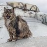 bigcatwar1 profil fotoğrafı