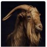 Beberu's profile picture