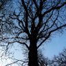 Фото профиля The Winter Tree ᛉ
