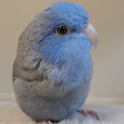 Mayucita🌟's profile picture