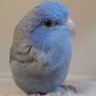 Mayucita⭐'s profile picture