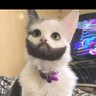 あのにます's profile picture