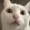 tira de frango empanado's profile picture