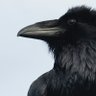 Danger Raven's profile picture