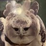 Profilbild von Harpy