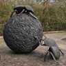 The Dung Beetle ็ๅคดๅ