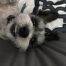 Dances With Pepper 的头像