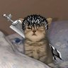 GUTS 的头像