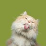 Фото профиля CAT FUN & NATURE