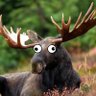 Lobotomized_Moose profil fotoğrafı