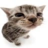 Profilbild von P