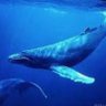 Фото профиля Moby🐳Dick🐳