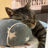 ワークにゃん profil fotoğrafı