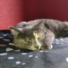 le roi des chats profil fotoğrafı