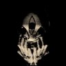 slpixy's profile picture