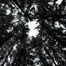 danrificus 的头像