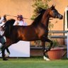 Aboody1aq63 profil fotoğrafı