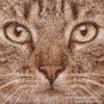 Profilbild von Jason Chen