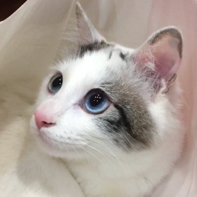 迷い猫ミクル's profile picture