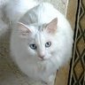 ぷにもす profil fotoğrafı