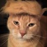 Hik's profile picture