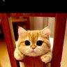 Фото профиля approximately :ลิซ่านางฟ้าอันดับหนึ่ง
