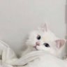 冬音 profil fotoğrafı
