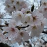 Фото профиля しんご②