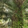 Фото профиля Name Sape