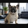 Baco French's profile picture
